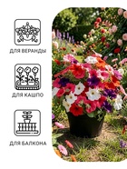 Семена цветов Петуния «Балконная», 210 шт., «Дом семян» - Фото 3