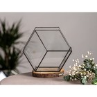 Флорариум «Соты 3d», стекло, швы чёрные - Фото 1