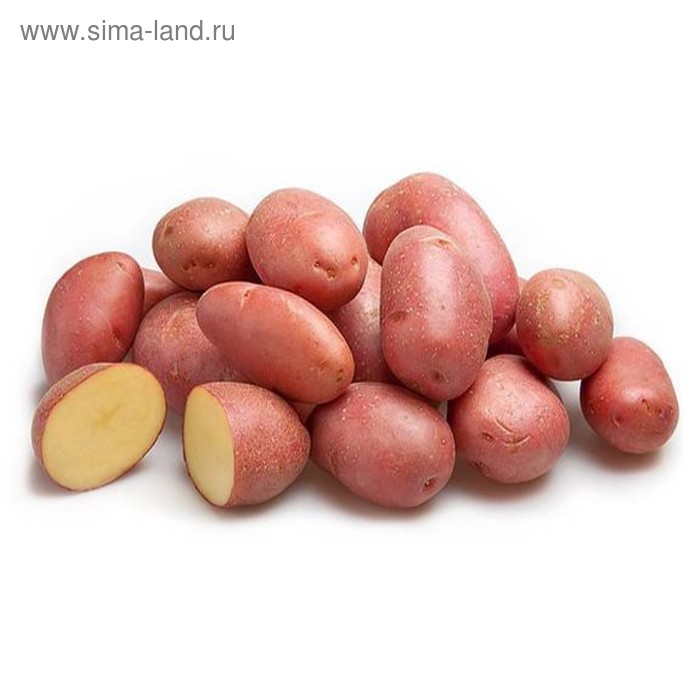 Семенной картофель  Ред Скарлет, 2 репр., 1 кг - Фото 1