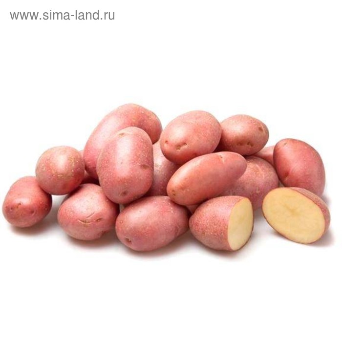 Семенной картофель  Розара, 2 репр. 1 кг - Фото 1