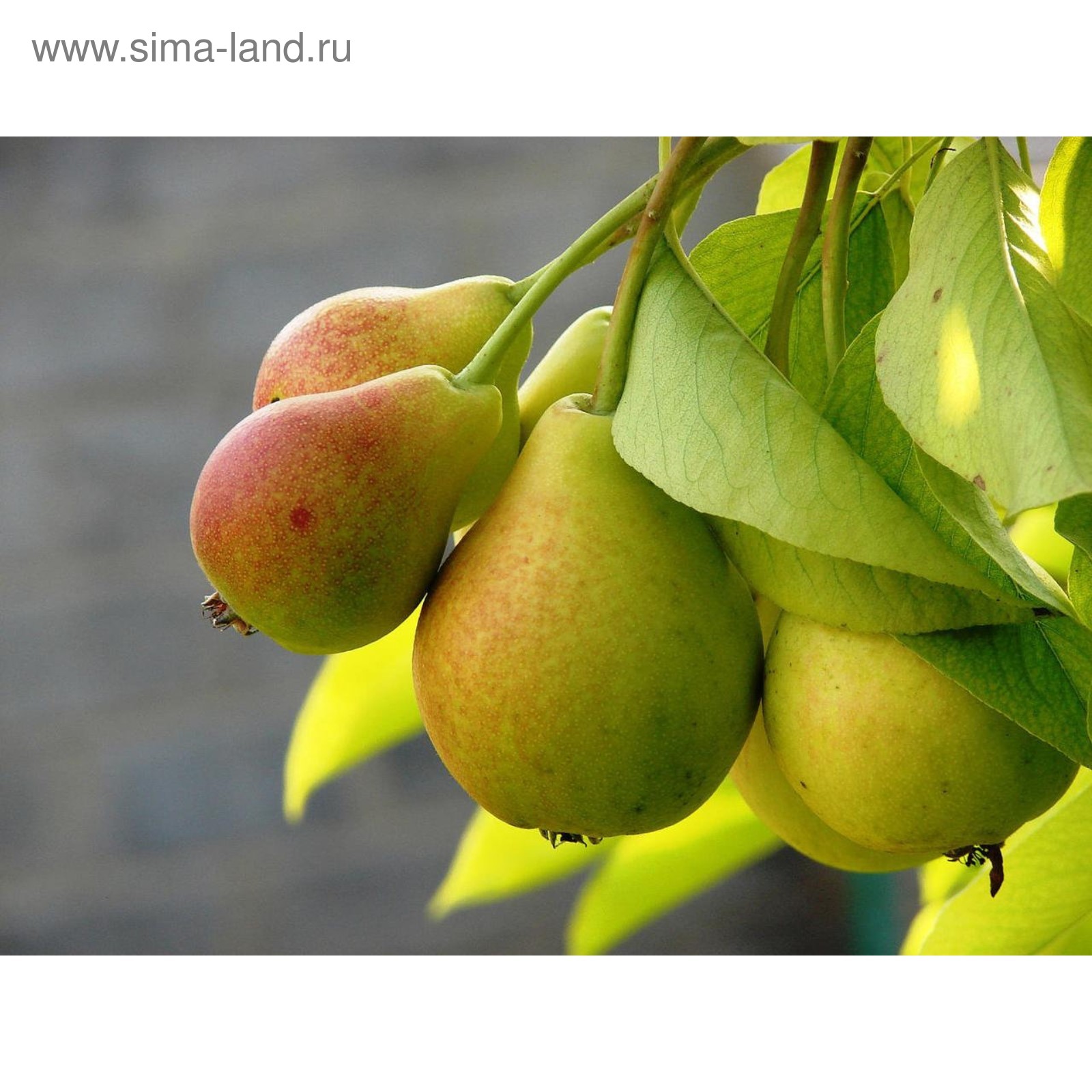 Груши разных цветов. Груша пакхам дерево. Экзотический грушевидный фрукт. Груша. Груша феерия.