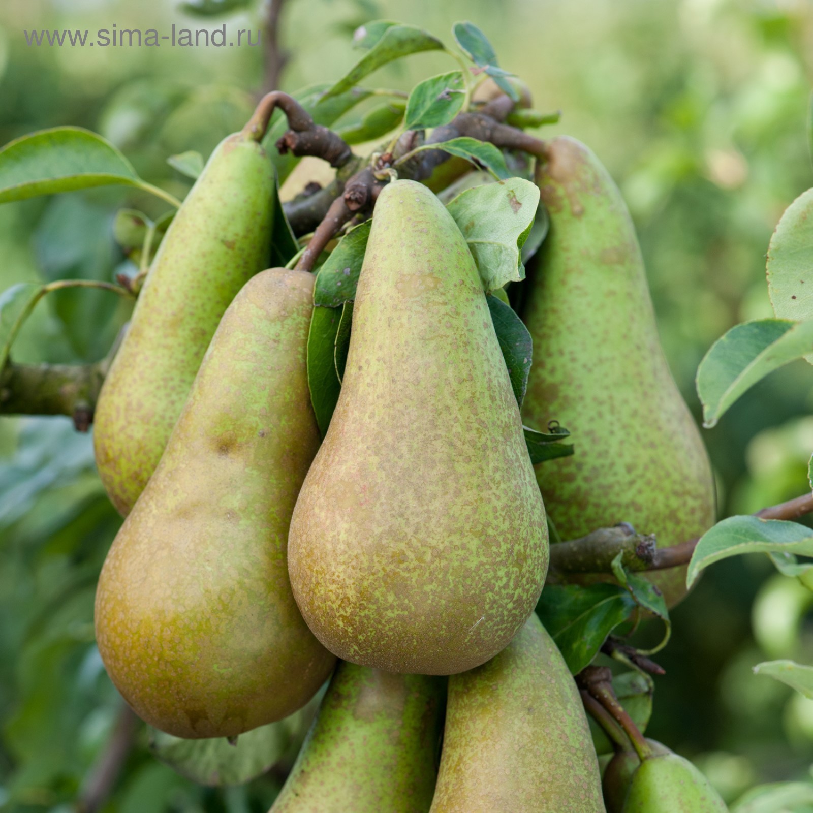 Груша конференция фото Груша конференция фото