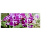 Модульная картина "Веточка орхидеи" (3-35х35) 35х105 см - фото 2583231