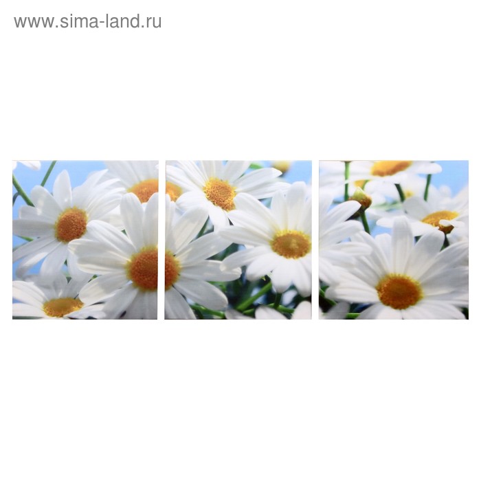 Модульная картина "Белые ромашки" (3-35х35) 35х105 см - Фото 1