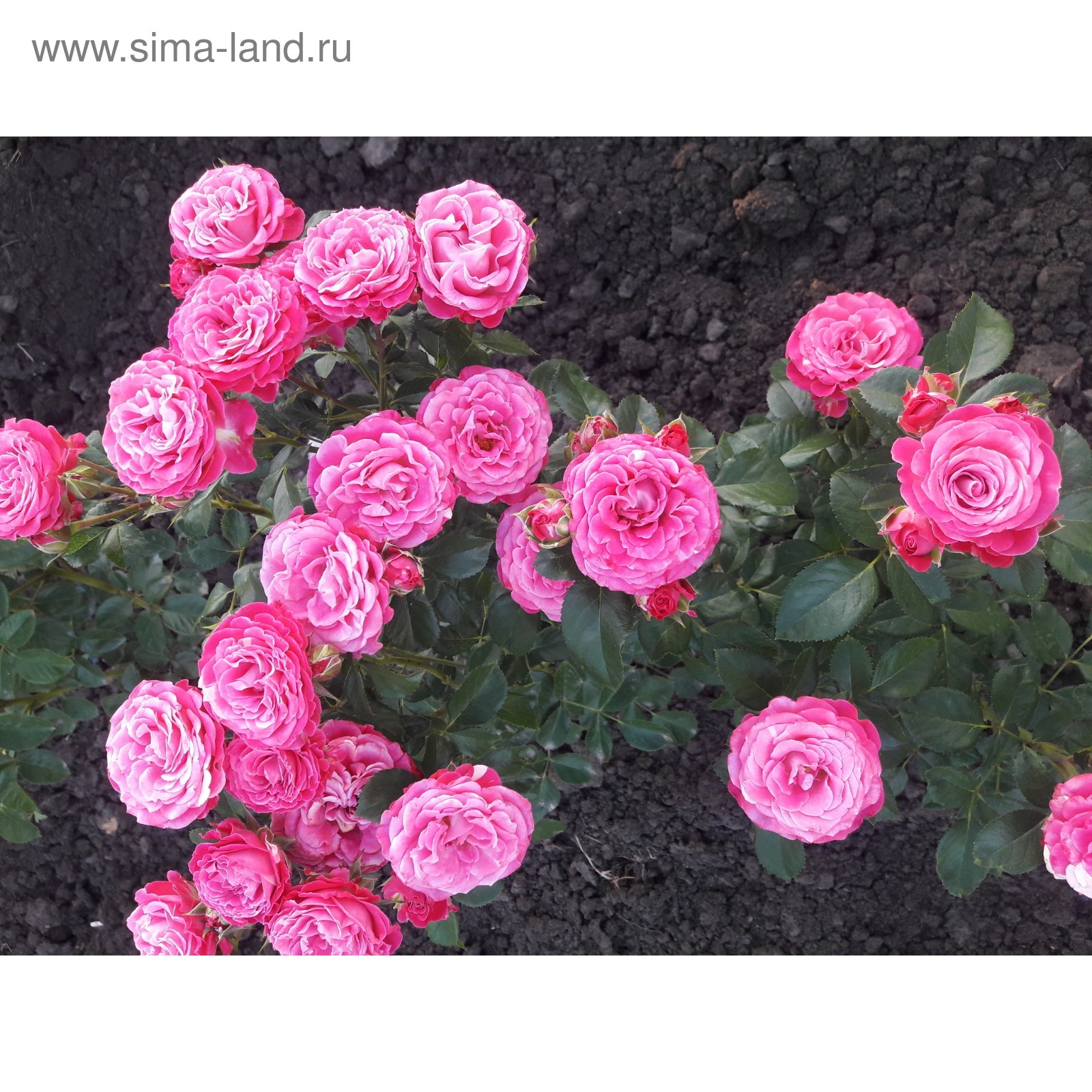 Лав роза фото Лав роза фото