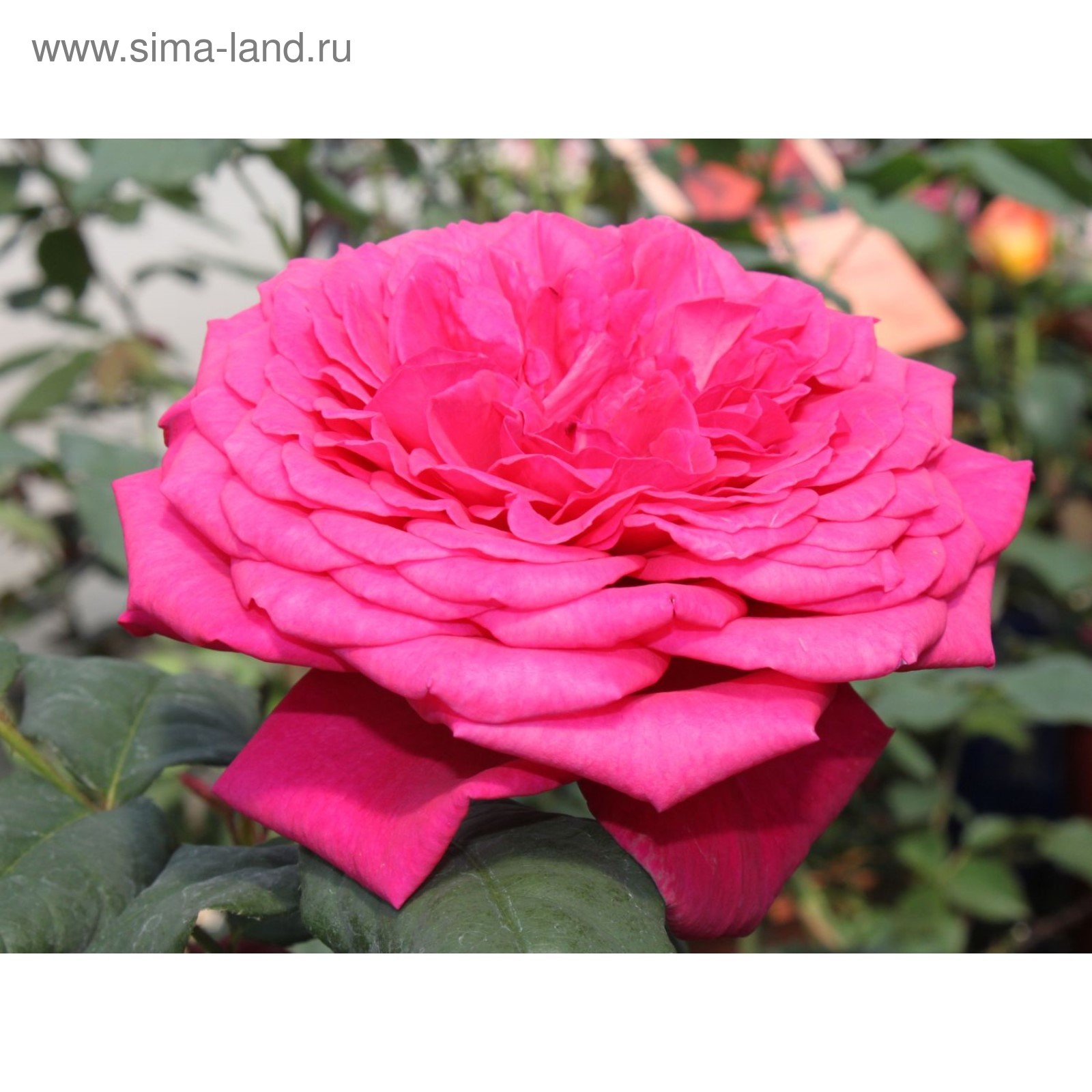 Галерея - Johann Wolfgang von Goethe Rose ® (Goethe Rose, Parfum de Honfleur, TA