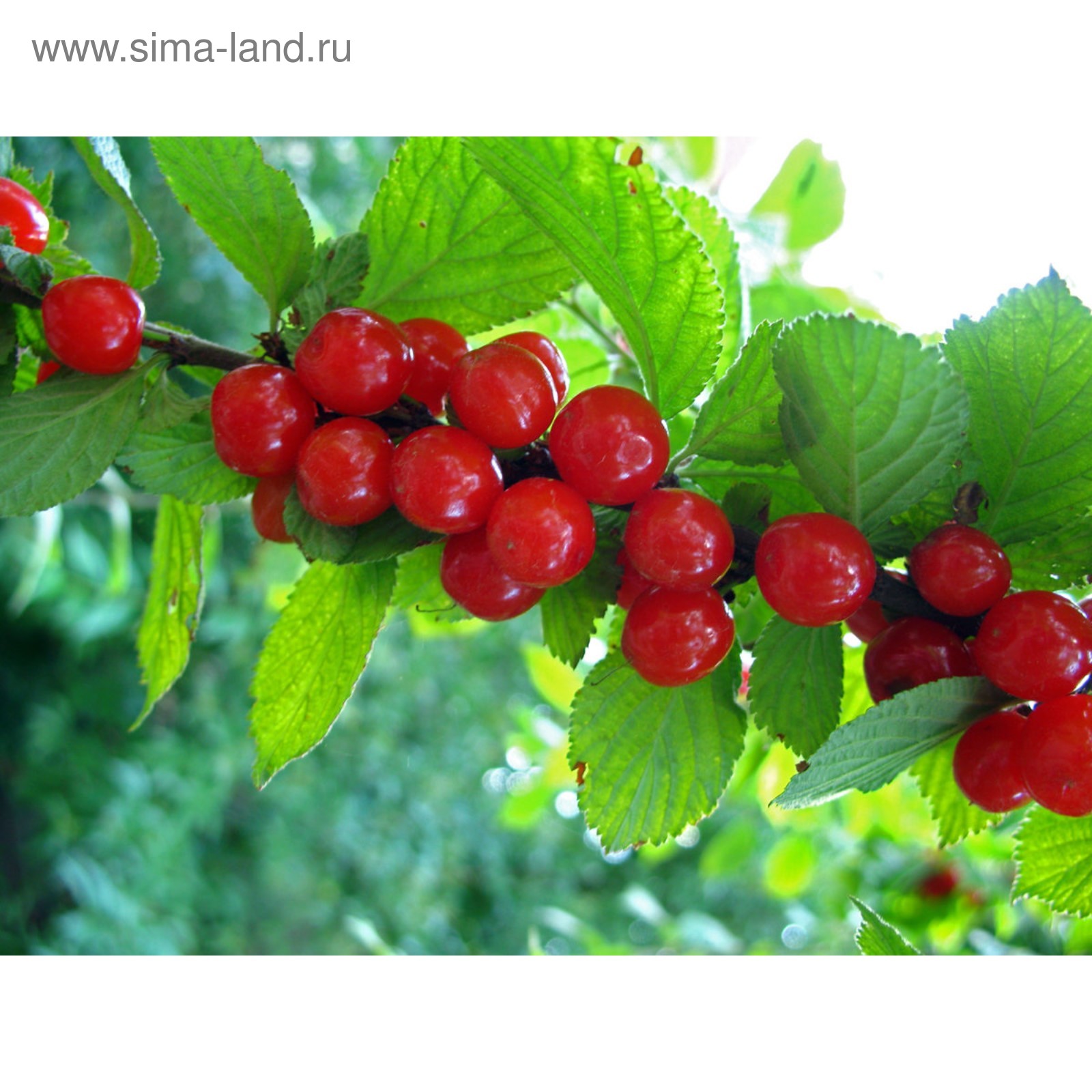 Войлочная вишня фото куста с ягодами Войлочная вишня фото куста с ягодами