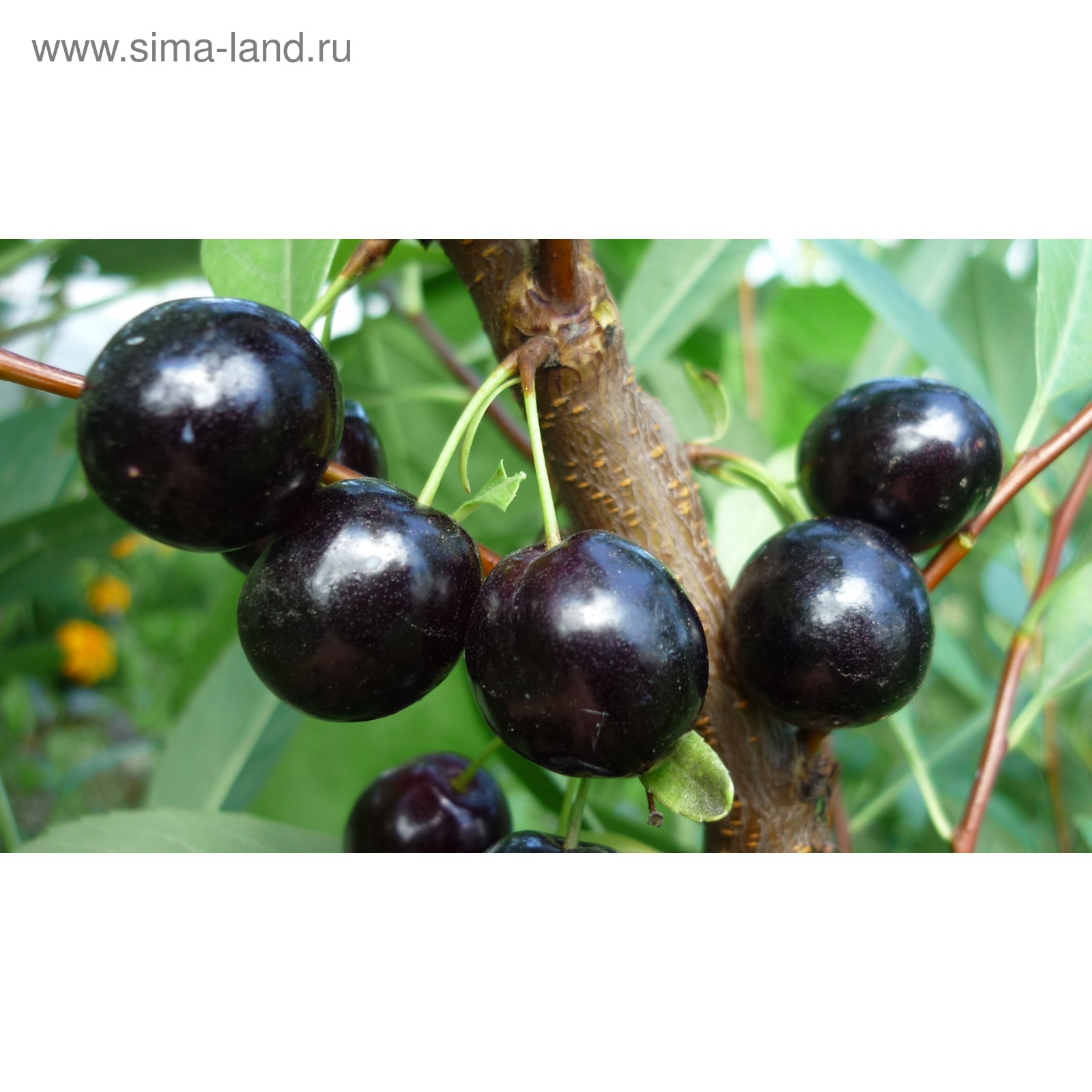 Вишня обыкновенная Ночка (Дюк) - Саженец/ЗКС 120-140см. 2года (С7,5) - купить с