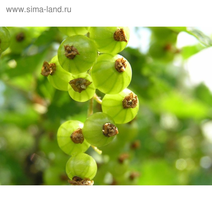 Зеленая ягода фото Зеленая ягода фото