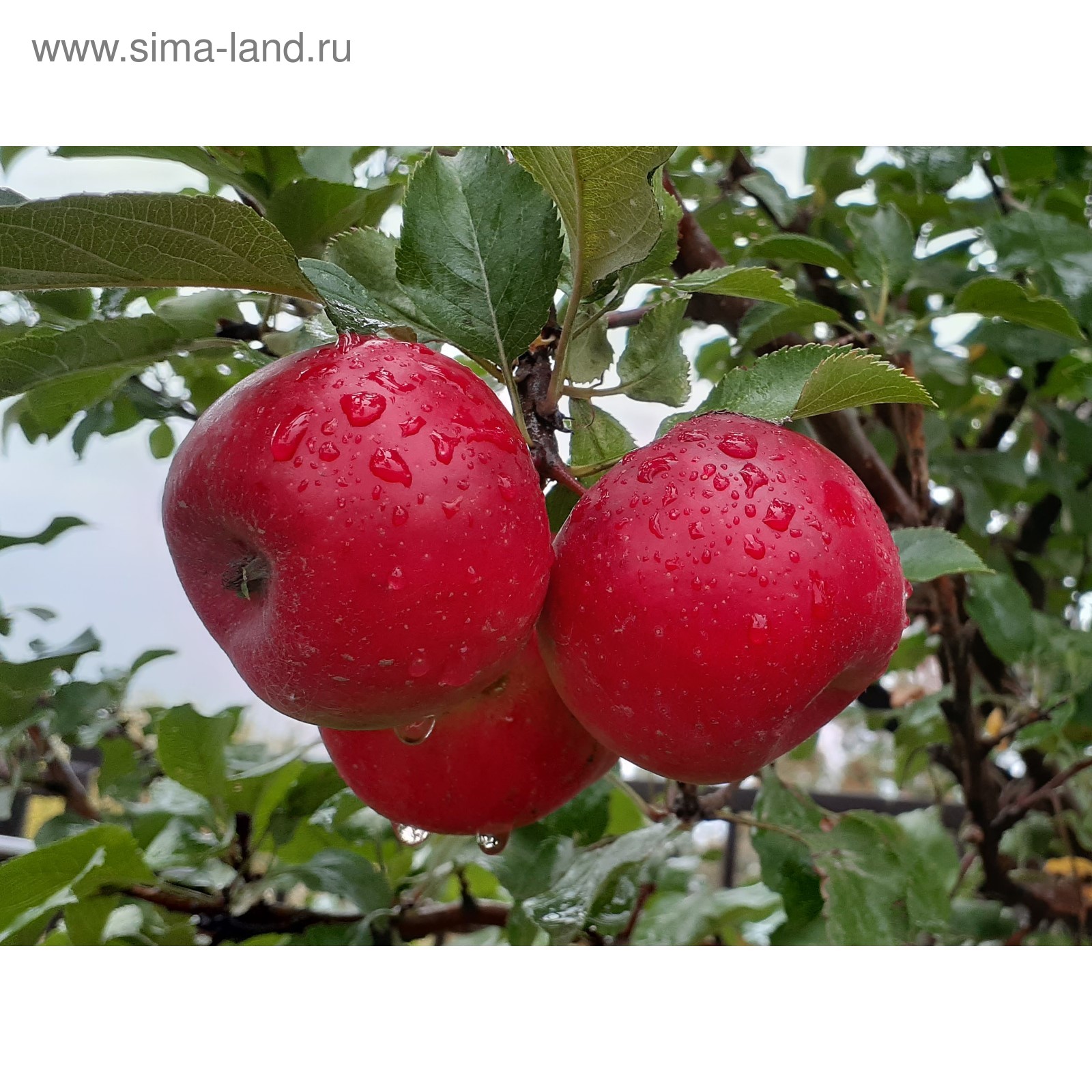 Яблоня сорта благая весть. Яблоня благовест описание сорта. Яблоня карликовая братчуд (зимний сорт). Яблоня зимняя благовест. Яблоня бойко.