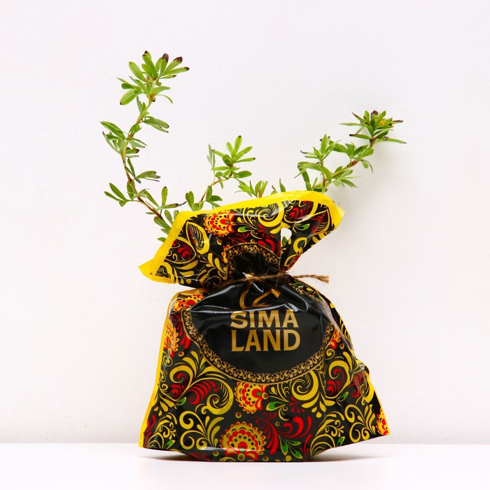 Саженец Курильский чай (горшок р9) Золотой полет, 1 шт, Осень 2025 - Фото 1