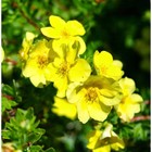 Саженец Курильский чай (горшок р9) Фридхем, 1 шт, Осень 2025 5019589