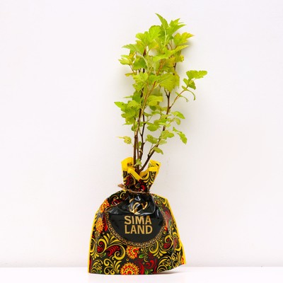 Саженец Пузыреплодник (горшок р9) Наггет, 1 шт, Осень 2025