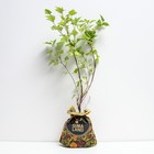 Саженец Пузыреплодник (горшок р9) Наггет, 1 шт, Осень 2025 - Фото 2