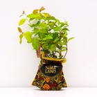 Саженец Спирея (горшок р9) Джун брайд, 1 шт, Осень 2025 5019624 - фото 8084086