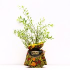 Саженец Спирея (горшок р9) Серая грефшейм, 1 шт, Осень 2025 - Фото 1