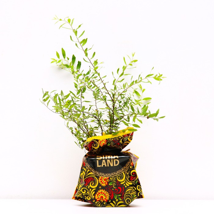 Саженец Спирея (горшок р9) Серая грефшейм, 1 шт, Осень 2025 - Фото 1