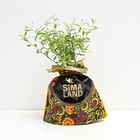 Саженец Спирея (горшок р9) Серая грефшейм, 1 шт, Осень 2025 - Фото 2