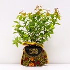 Саженец Спирея (горшок р9) Файерлайт, 1 шт, Осень 2025 5019634 - фото 8084091