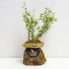 Саженец Спирея (горшок р9) Файерлайт, 1 шт, Осень 2025 5019634 - фото 8084092