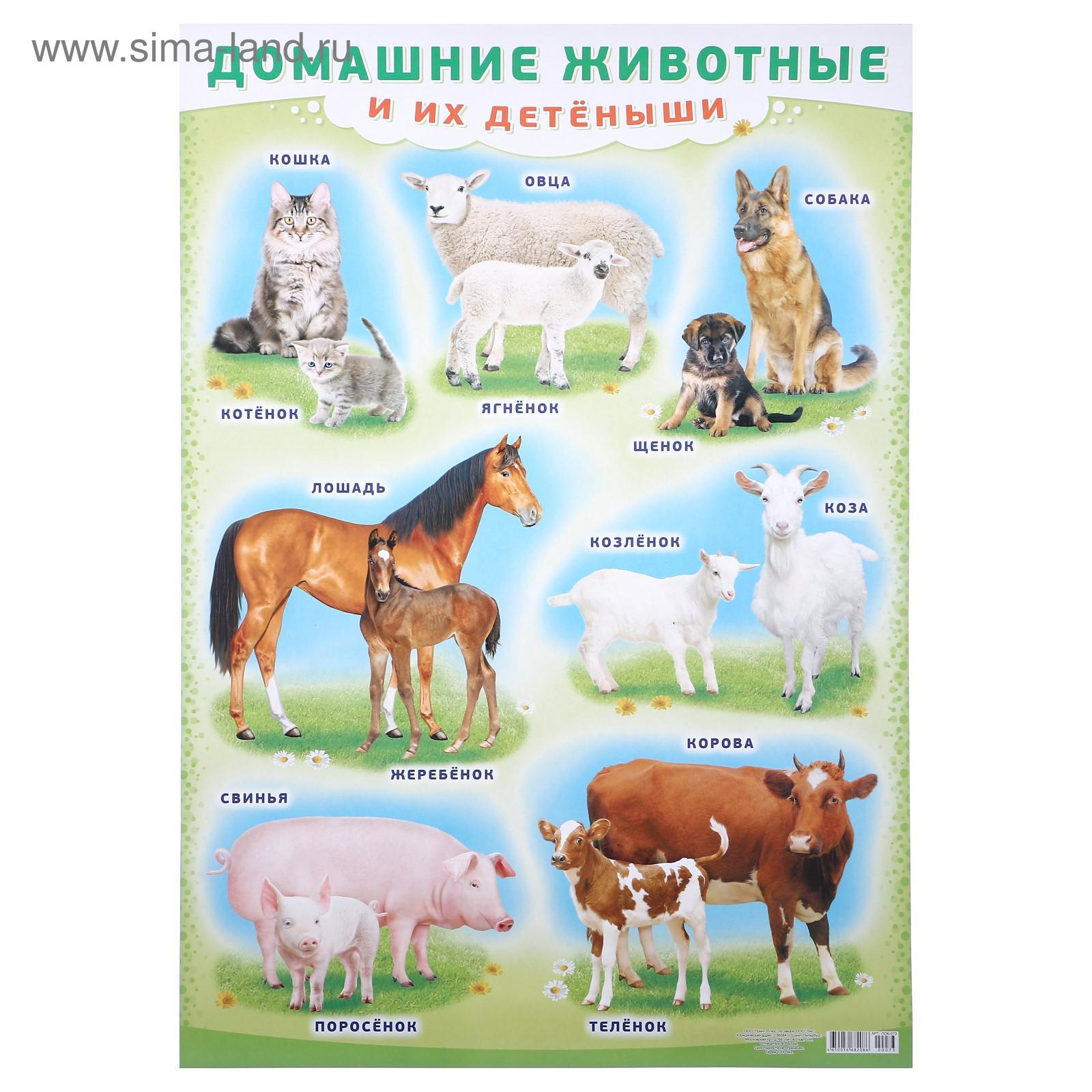 Плакат "Домашние животные и их детёныши" А2 (4993048) - Купить по цене ...