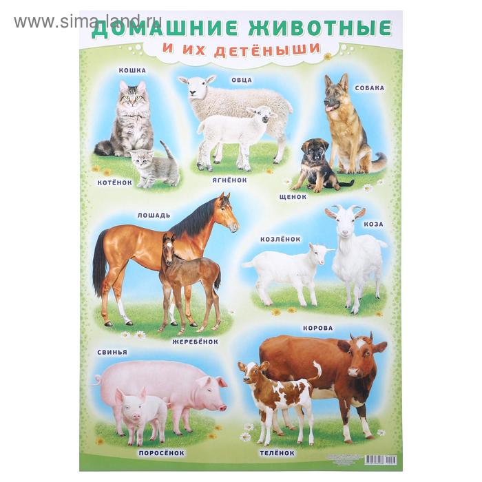 Плакат "Домашние животные и их детёныши" А2 - Фото 1