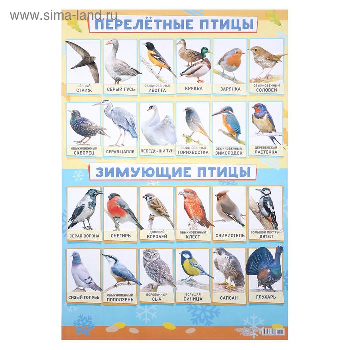 Плакат "Зимующие и перелётные птицы" А2 - Фото 1