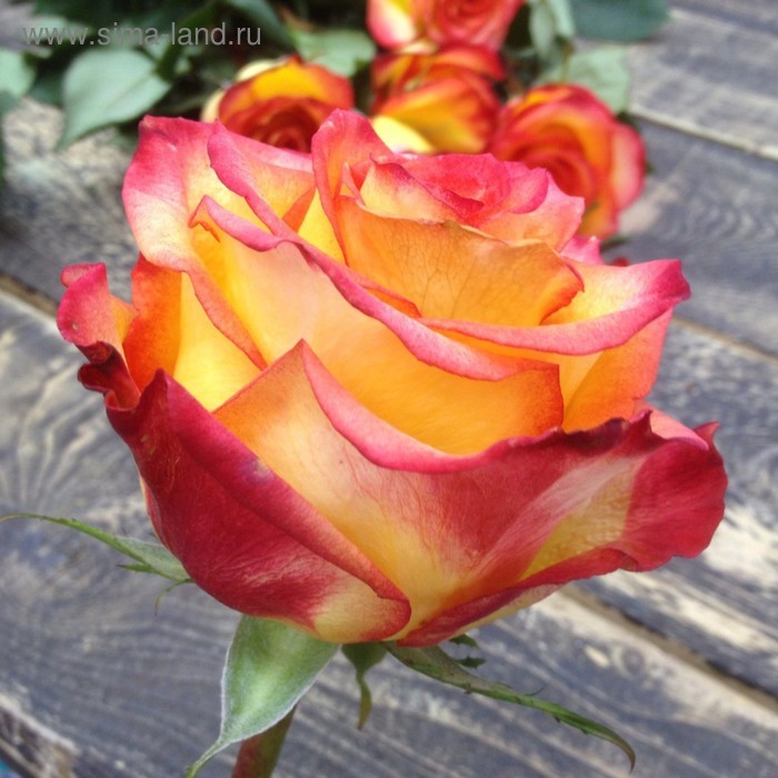 Роза мэджик фото и описание Роза мэджик фото и описание