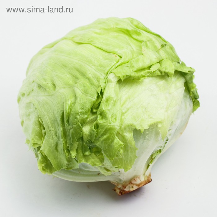 Капуста айсберг фото цена Капуста айсберг фото цена