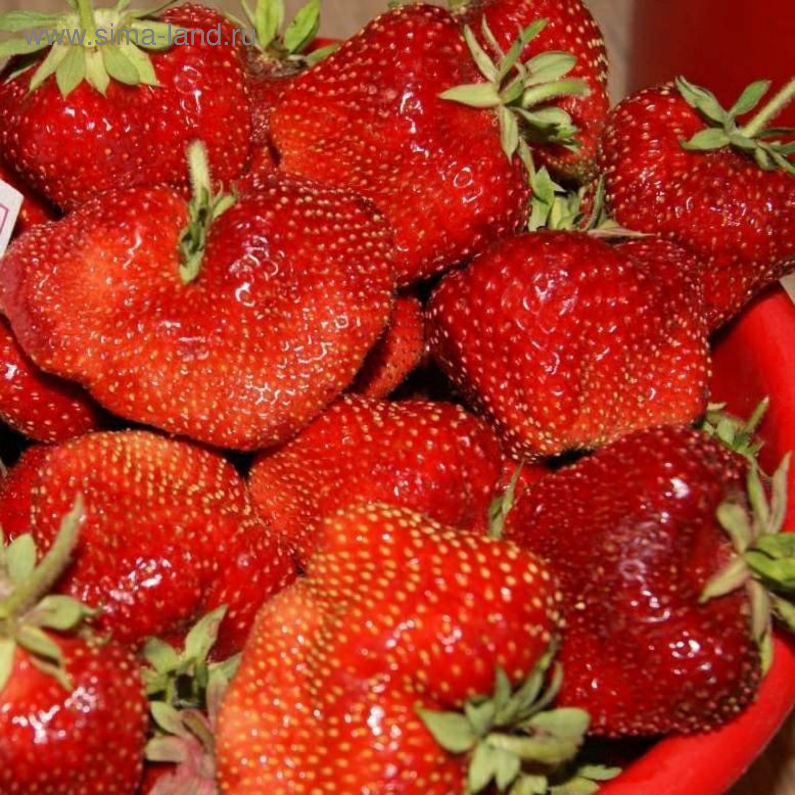 Гигантелла максим фото Гигантелла максим фото