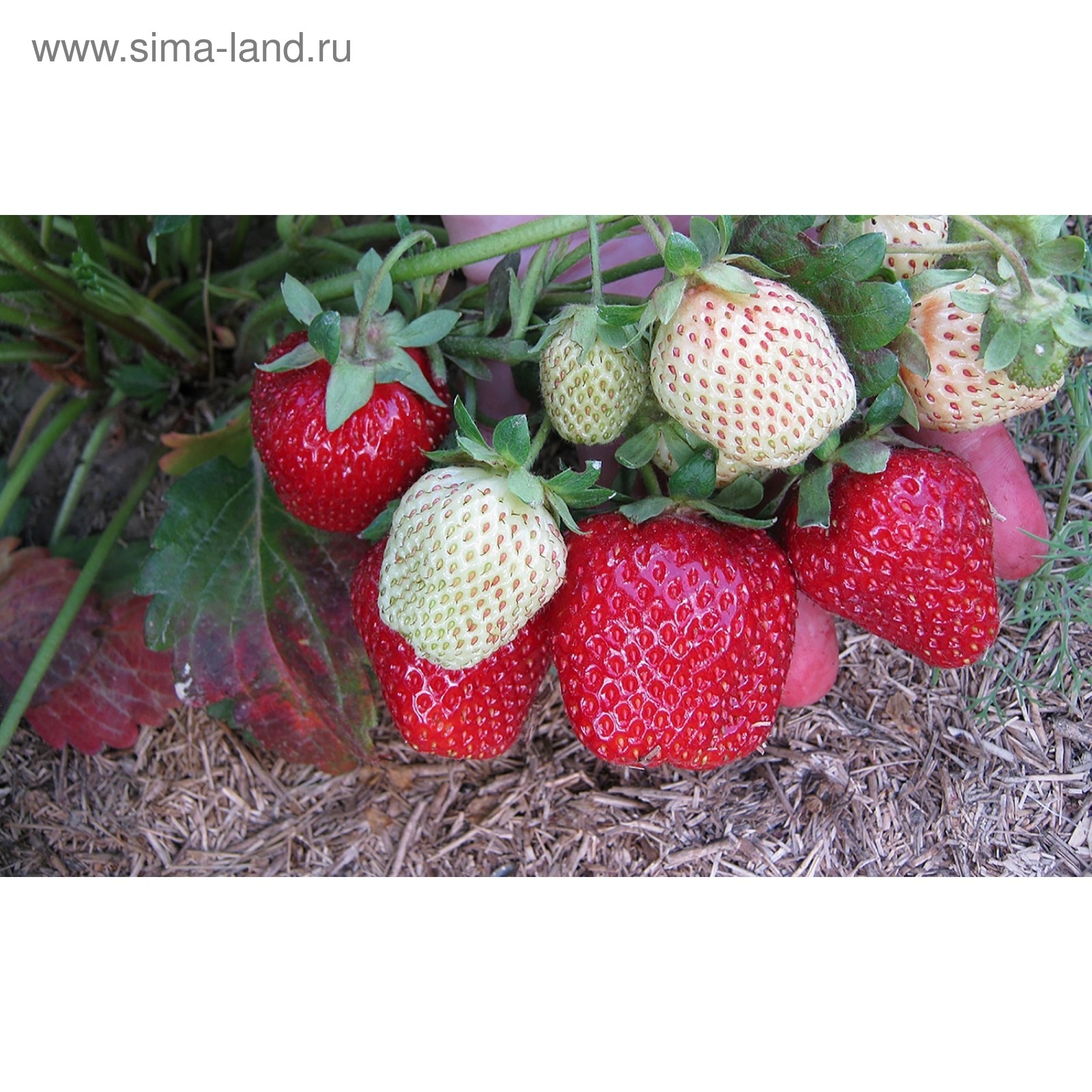 Рассада Земляники садовой сорт Даренка, ЗКС (5050877) - Купить по цене от 77.00