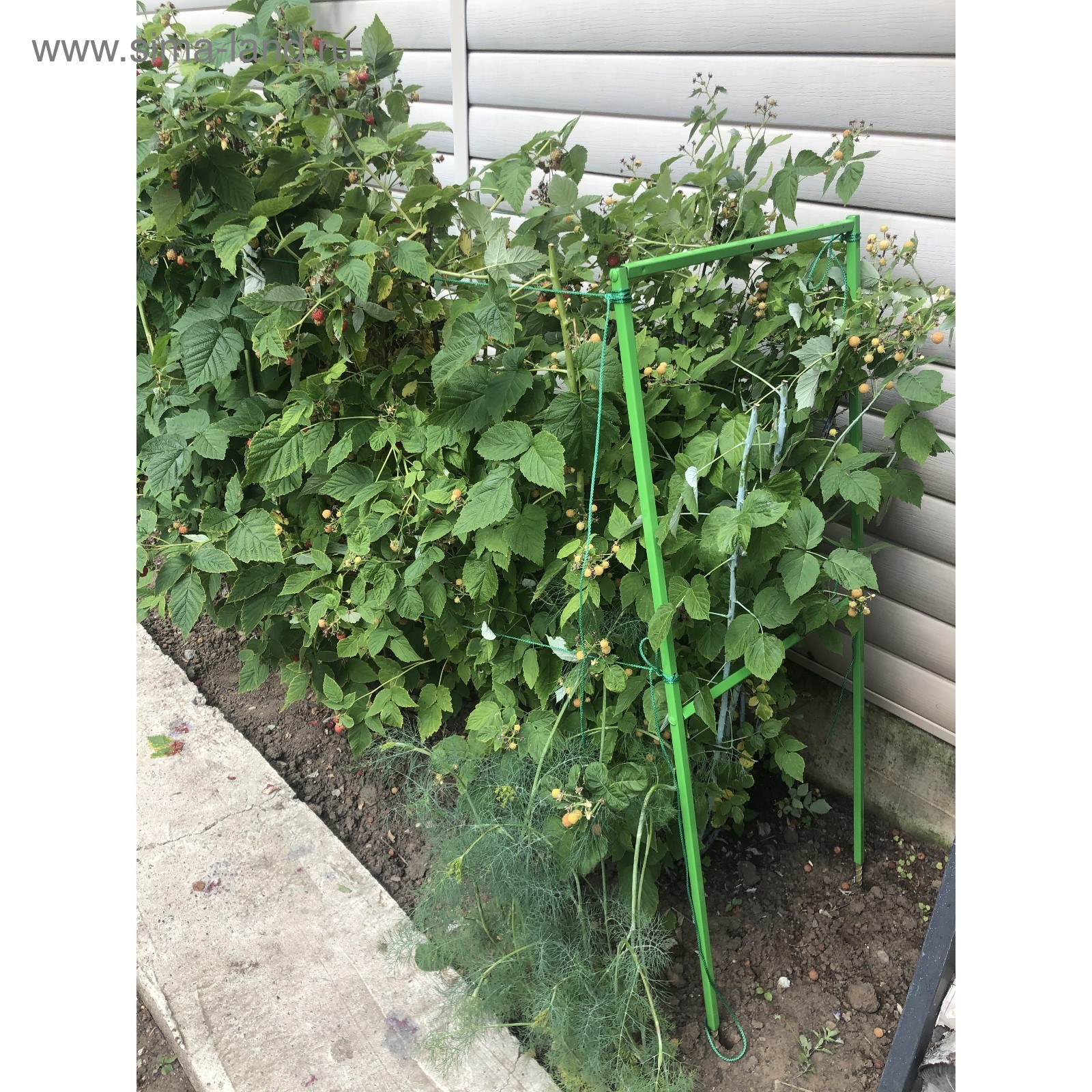 Подпорки для малины фото Подпорки для малины фото