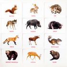Обучающие карточки по методике Глена Домана «Дикие животные», 12 карт, А6, 0+ - Фото 3