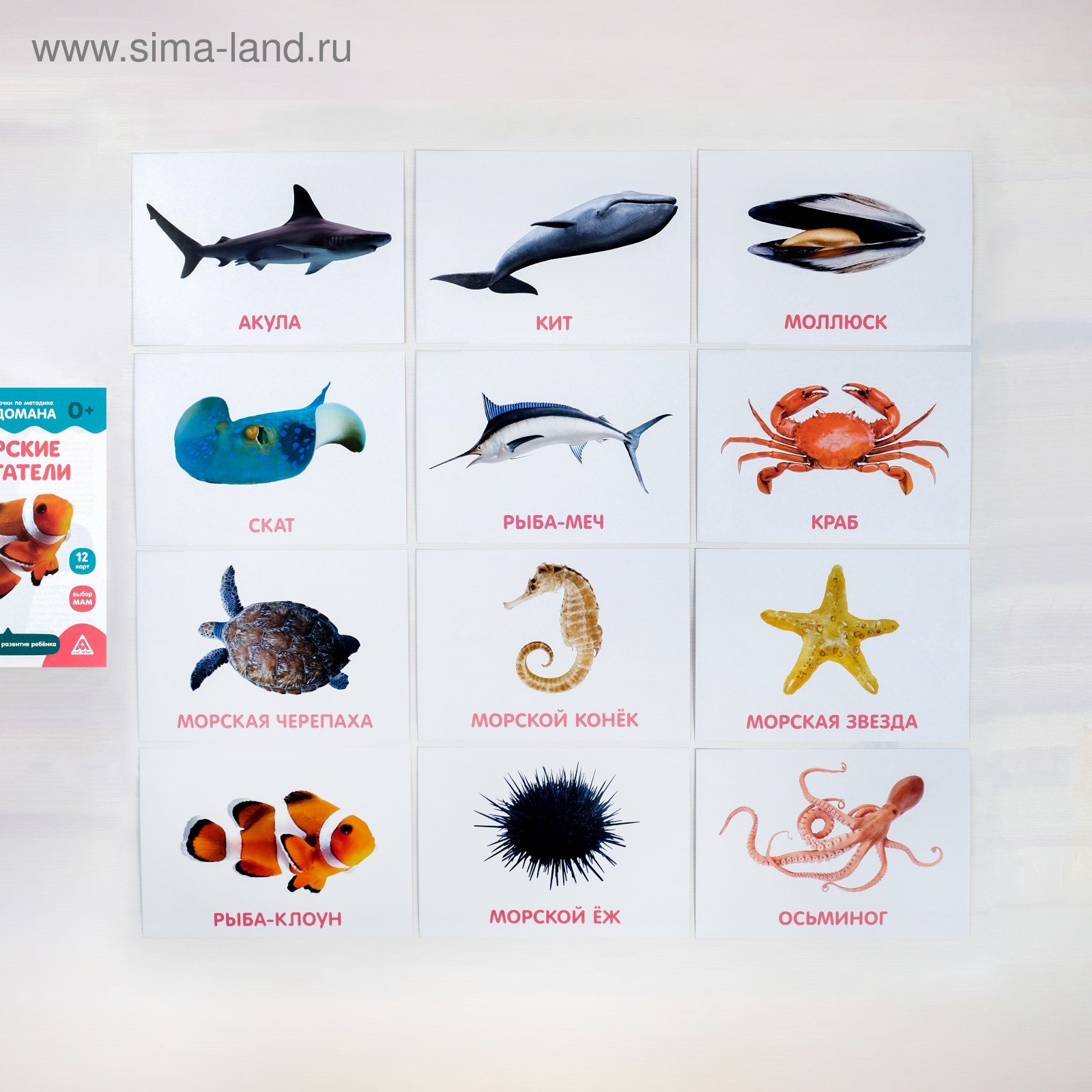 Названия морских рыб - CoffeePapa.ru