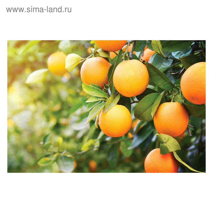 Интерьерная наклейка "Апельсинки" 60х90 см - Фото 1