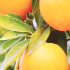 Интерьерная наклейка "Апельсинки" 60х90 см - Фото 3