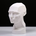 Гипсовая фигура анатомическая: обрубовка головы по Асаро, 17 х 23 х 33,5 см - фото 8528378