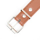 Ошейник "Сириус", кожзам с заклёпками, 56 х 3 см, ОШ 42-52, коричневый - Фото 5