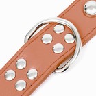 Ошейник "Сириус", кожзам с заклёпками, 56 х 3 см, ОШ 42-52, коричневый - Фото 7