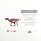 Обучающие карточки по методике Глена Домана «Динозавры», 12 карт, А6, в коробке - Фото 4