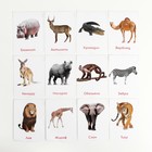 Обучающие карточки по методике Глена Домана «Животные жарких стран», 12 карт, А6, в коробке - Фото 3