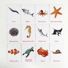 Обучающие карточки по методике Глена Домана «Морские обитатели», 12 карт, А6, в коробке - Фото 3