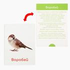 Обучающие карточки по методике Глена Домана «Птицы России», 12 карт, А6, в коробке - Фото 3