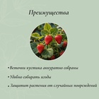 Кустодержатель для клубники, d=20 см, h=25 см, ножка d=0.3 см, металл, зелёный, Greengo - Фото 4