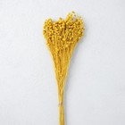 Сухоцвет «Абрус» набор 24 шт, цвет желтый - Фото 2