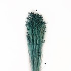 Сухоцвет «Абрус» набор 24 шт, цвет голубой - Фото 2