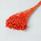 Сухоцвет «Абрус» набор 24 шт, цвет оранжевый - Фото 1