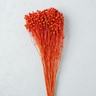 Сухоцвет «Абрус» набор 24 шт, цвет оранжевый - Фото 2