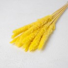 Сухоцвет «Камыш» набор 15 шт, цвет жёлтый - фото 1309022
