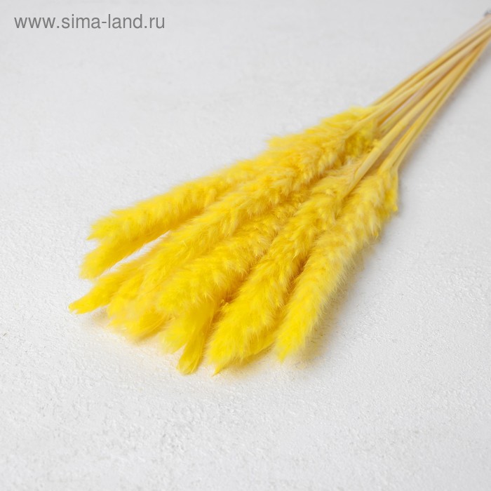 Сухоцвет «Камыш» набор 15 шт, цвет жёлтый - Фото 1
